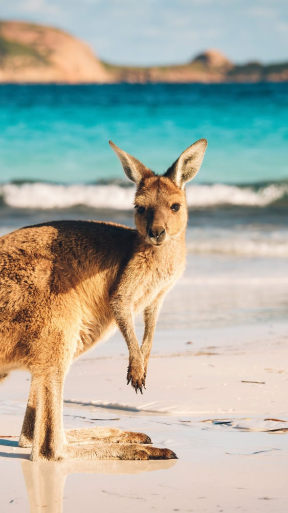 kangaroo,at,lucky,bay,in,the,cape,le,grand,national