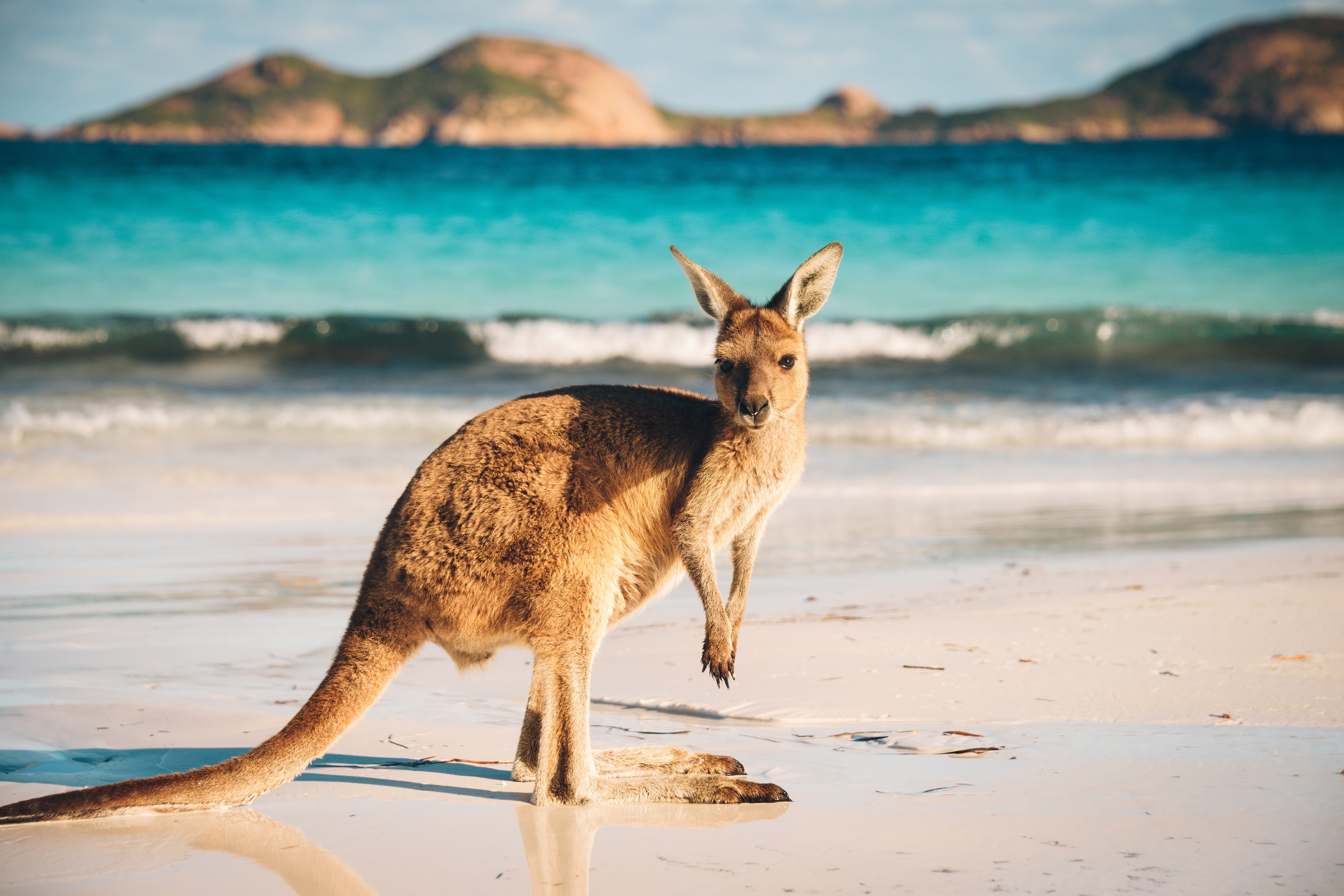 kangaroo,at,lucky,bay,in,the,cape,le,grand,national
