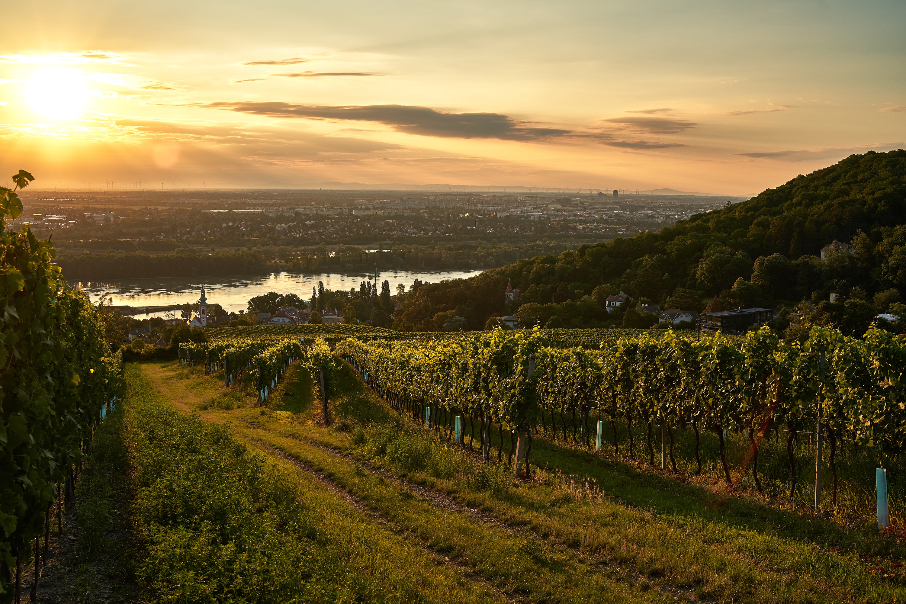 vineyard,at,kahlenbergerdorf,near,vienna,at,sunrise
