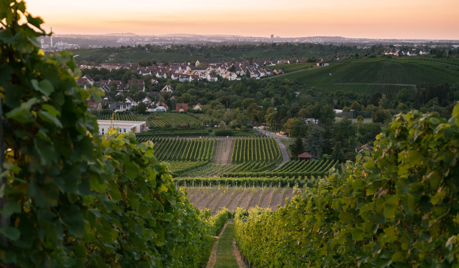 vineyards,in,germany