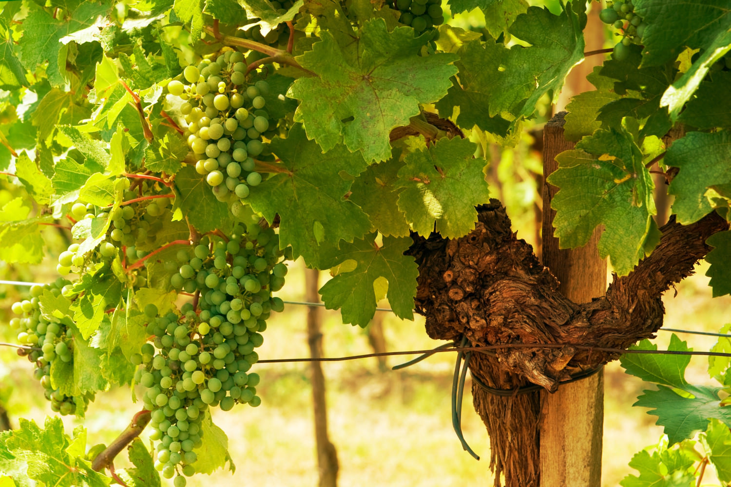 viennese,green,grapes,wine,yard,,vienna,,austria