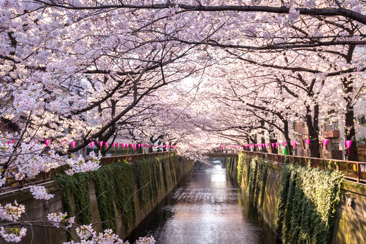 cherry,blossom,lined,meguro,canal,in,tokyo,,japan.