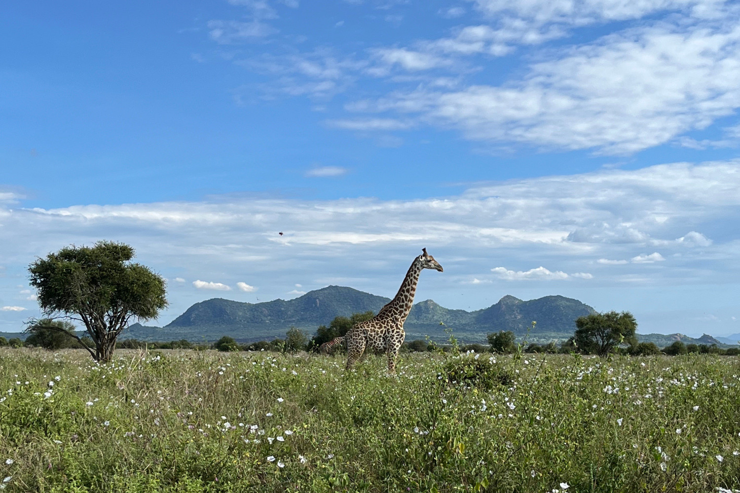 afrika kenia 2 2