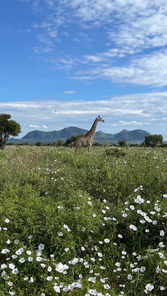 afrika kenia 2