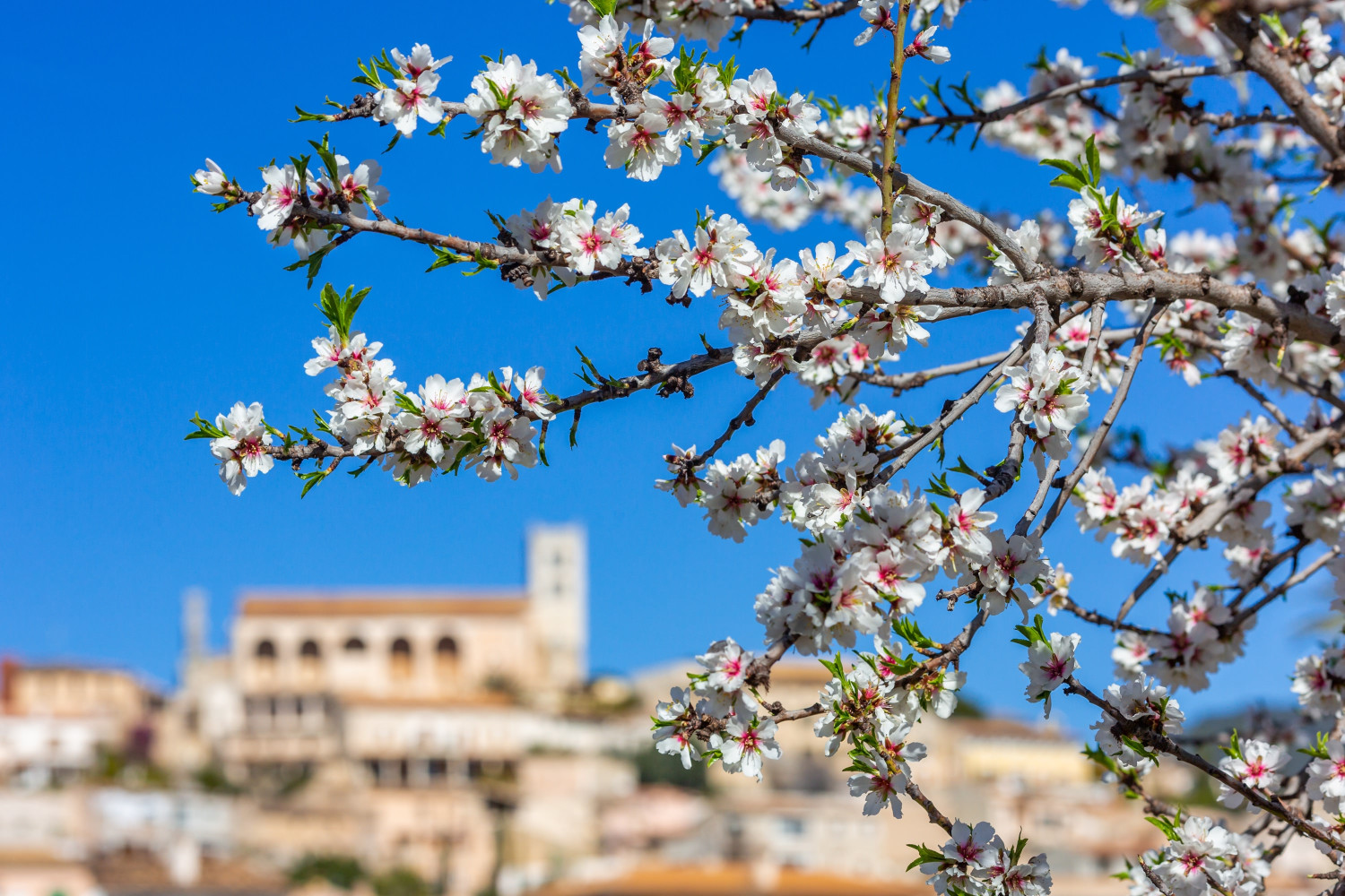 almond,blossom,season,in,village,selva,,mallorca,,balearic,islands,,spain