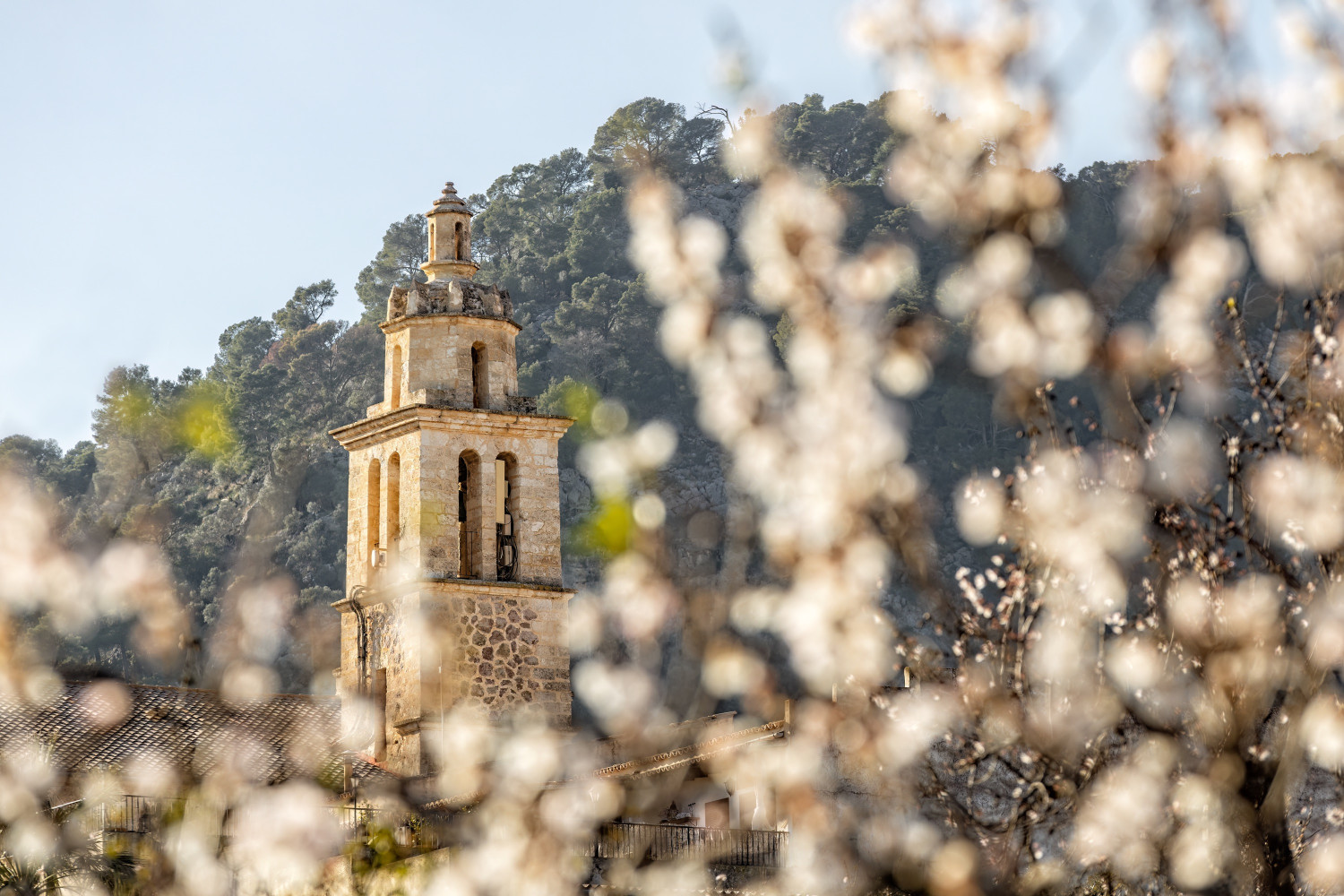 almond,blossom,season,in,village,caimari,with,parish,church,santa