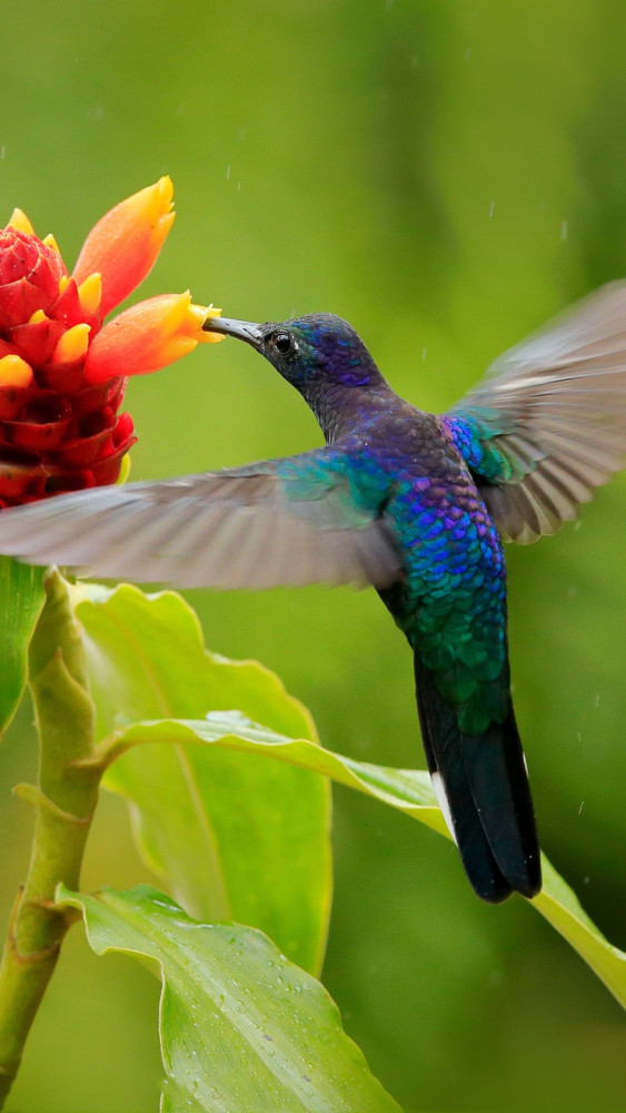 blue,hummingbird,violet,sabrewing,flying,next,to,beautiful,red,flower.