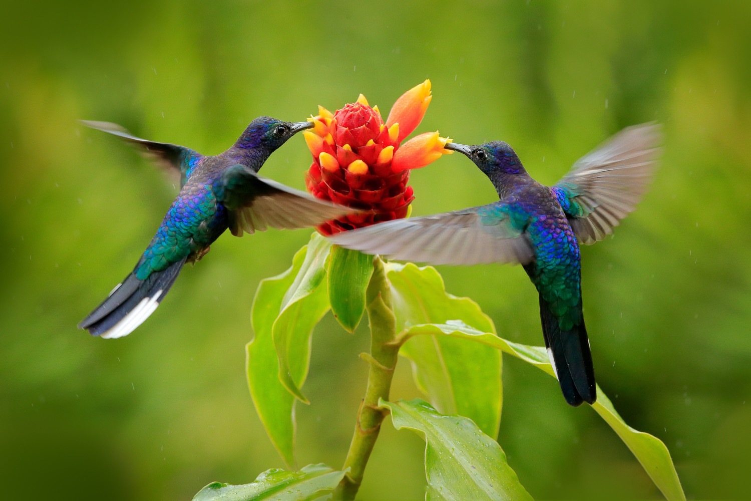 blue,hummingbird,violet,sabrewing,flying,next,to,beautiful,red,flower.