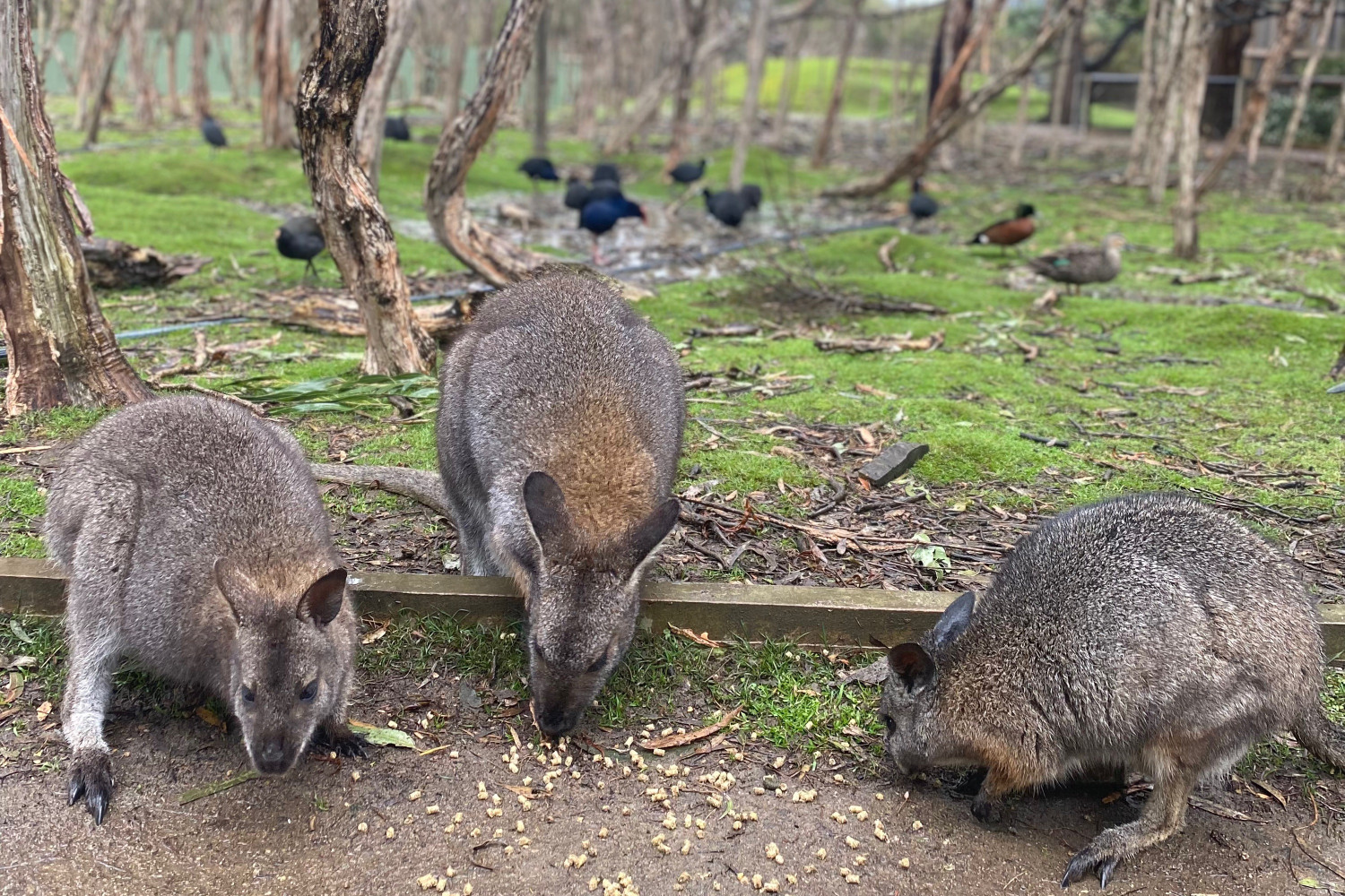 melbourne fam cf 5