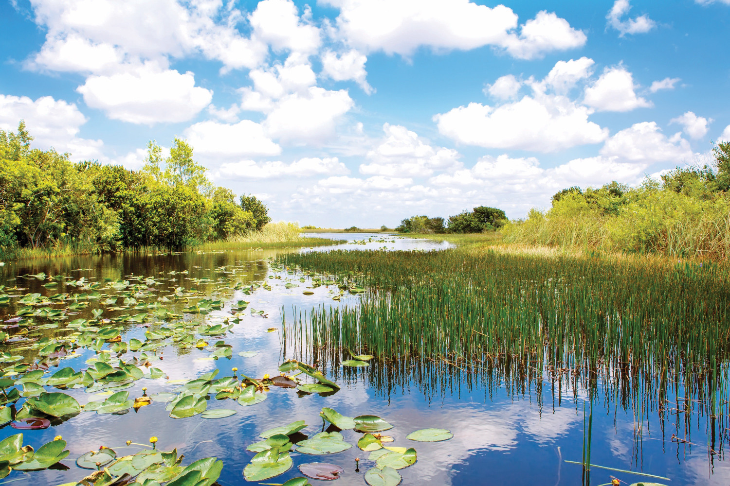 florida wetland, airboat ride at everglades national park in usa.