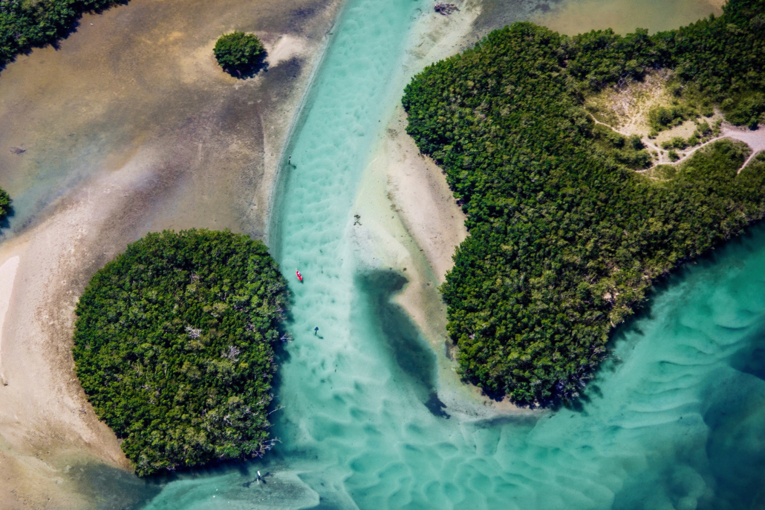 aerial view of trees by river