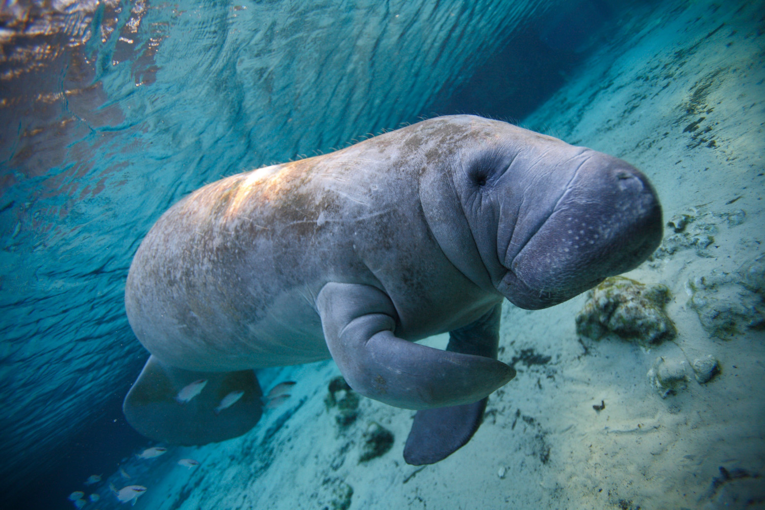 manatee,,,crystal,river,,florida,,usa