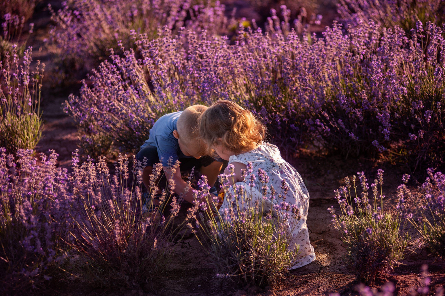 playful,little,cute,couple,boy,girl,walk,on,purple,lavender
