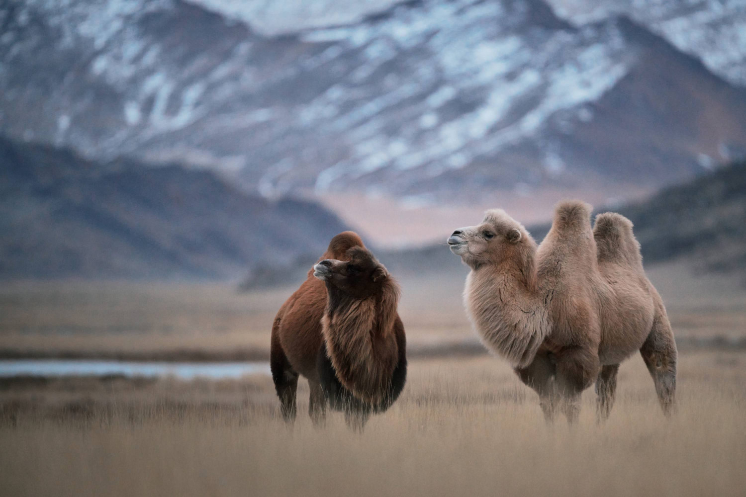 the,bactrian,camel,,also,known,as,the,mongolian,camel,,is
