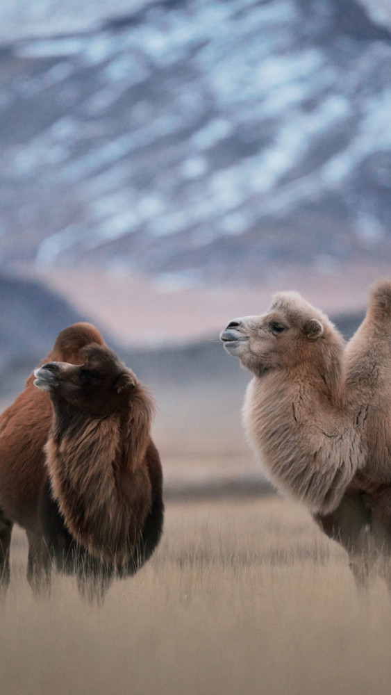 the,bactrian,camel,,also,known,as,the,mongolian,camel,,is