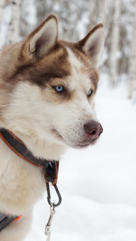 husky,dogs,on,winter,landscape