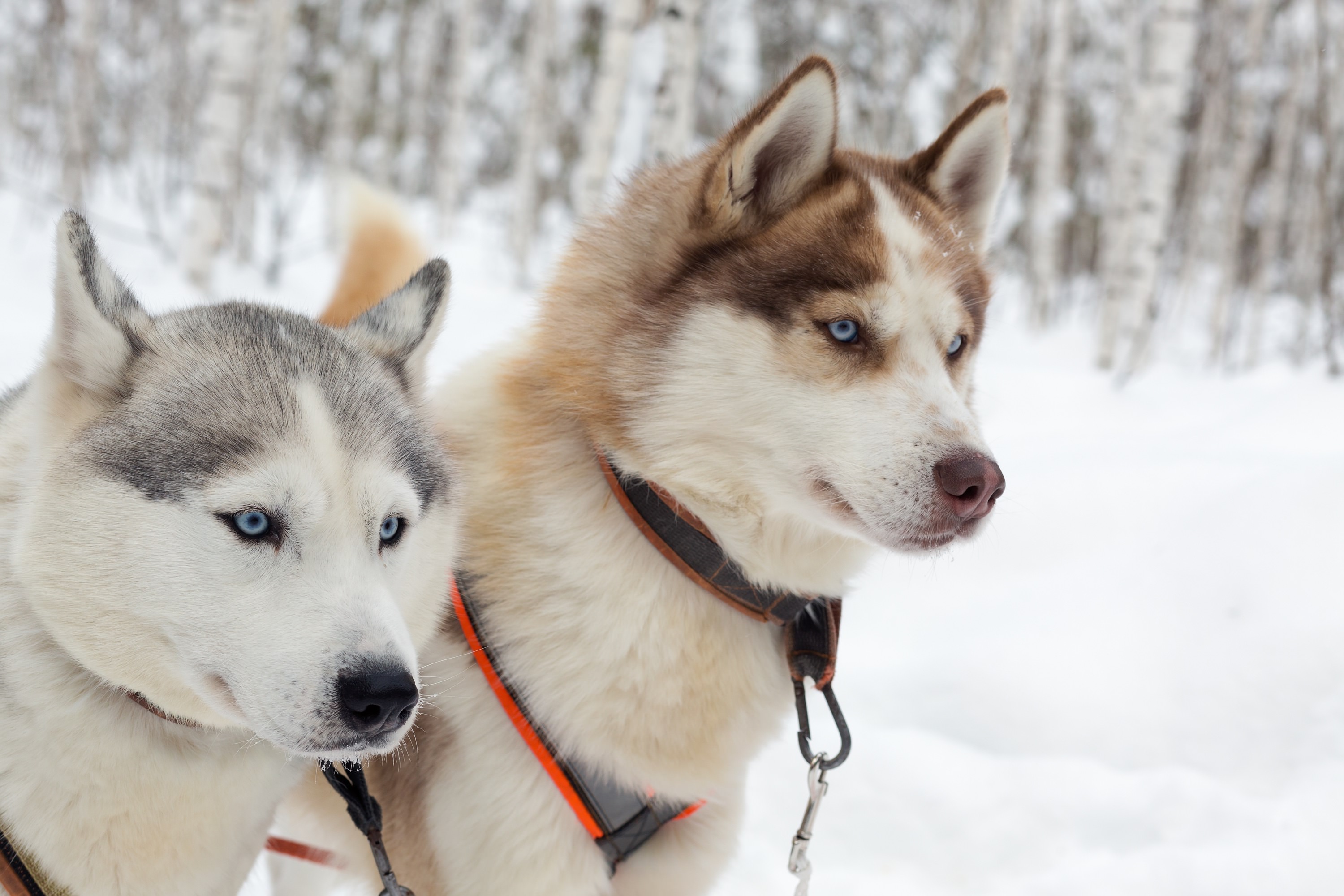 husky,dogs,on,winter,landscape