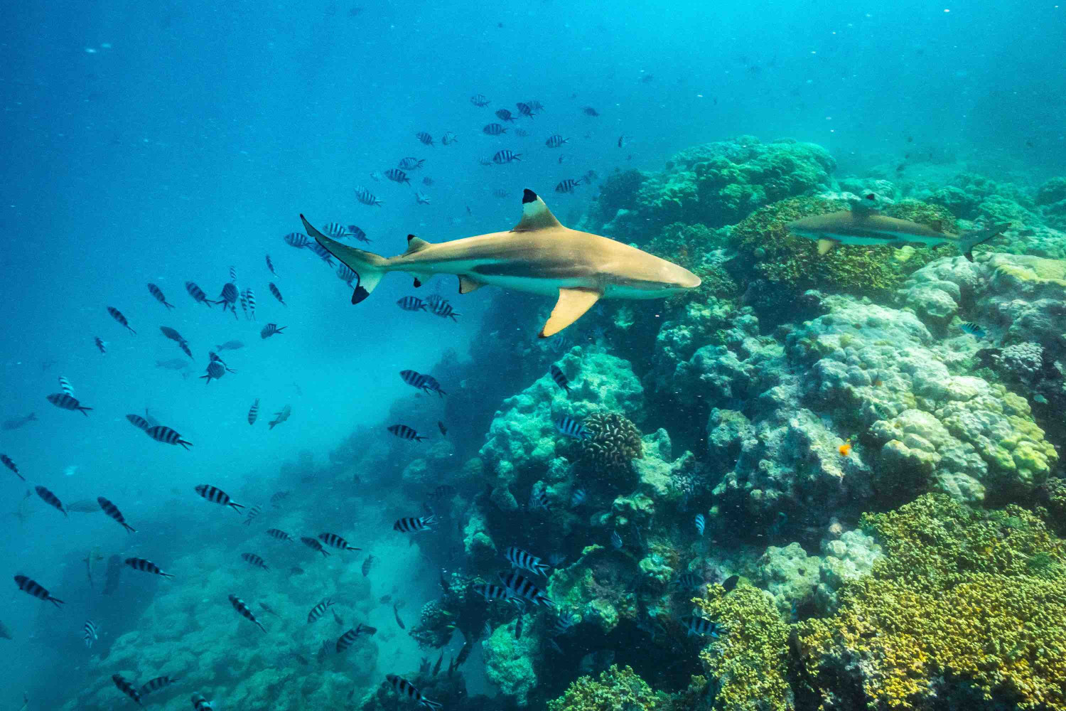 french,polynesia,,rangiroa,atoll.,the,aquarium,,scissortail,sergeants,and,blacktip